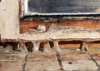 How to Remove Mold from Wood
