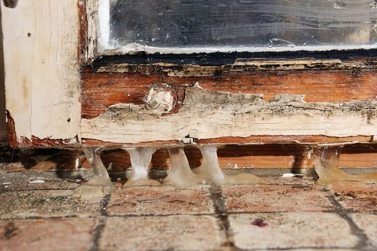 How to Remove Mold from Wood – A Guide on Killing Mold on Wood