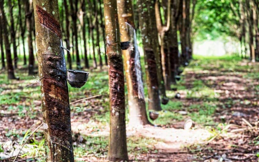 What Is Rubberwood? Exploring the Properties of Rubberwood