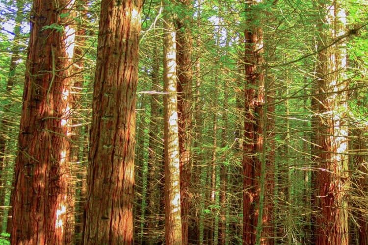 Best Stain for Redwood A Comprehensive Guide to Staining Redwood