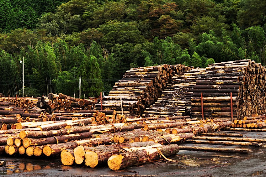 Construction Pine Timber