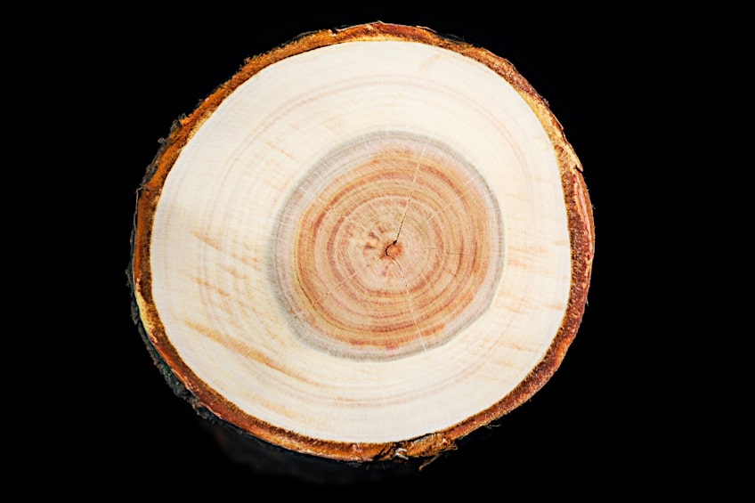 Cross Section of Cherry Wood