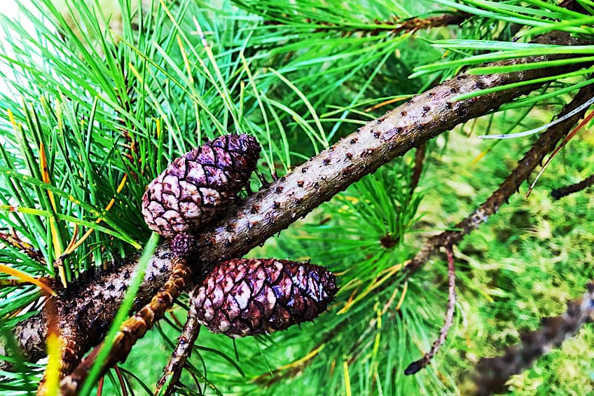 Pine Cones on Pine Tree