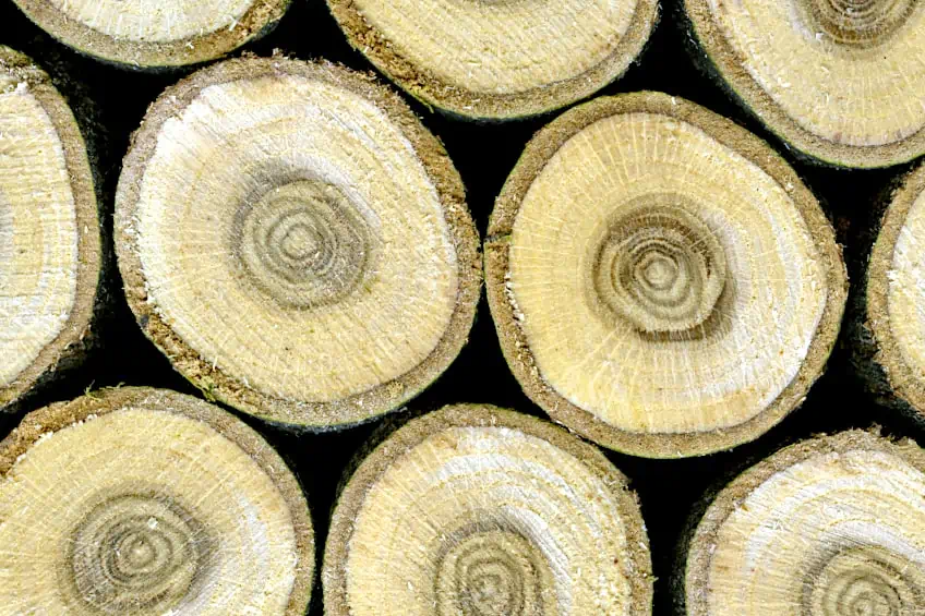 Oak Wood has a Close Grain
