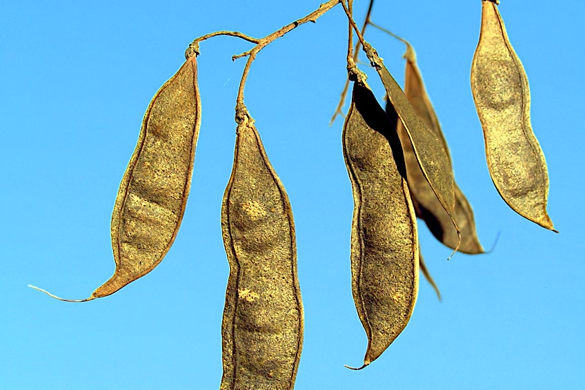 Acacia Tree Seed Pods