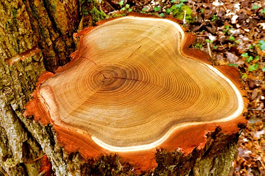 Characteristics of Acacia Wood
