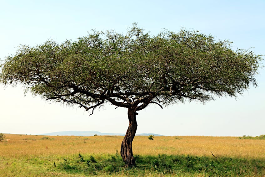 African Variety of Acacia Tree