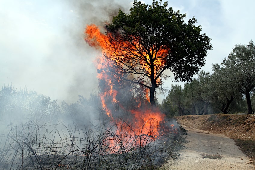 Australian Forest Fire