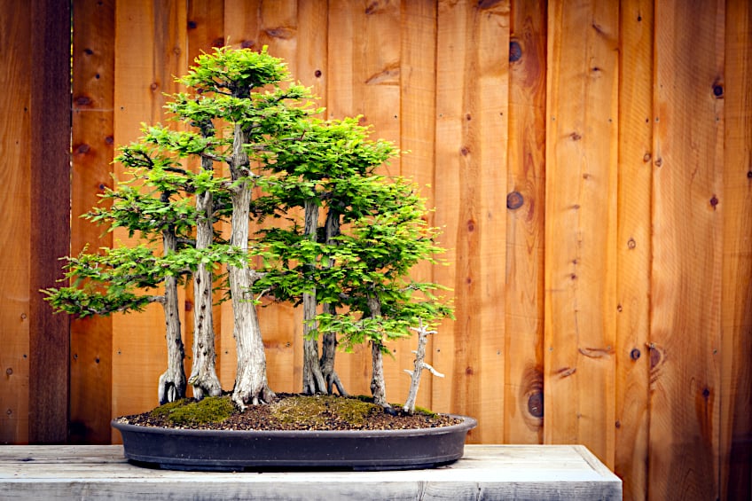 Bald Cypress Wood is Rot-Resistant