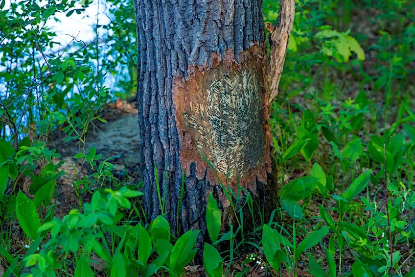 Beaver Damaged Tree