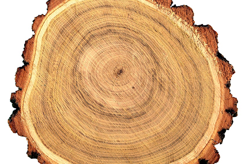 Black Locust Tree Log