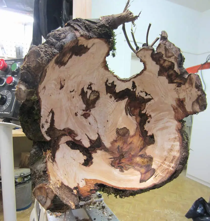 Burl Wood Hollowed Out