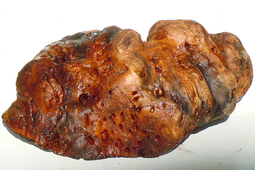 Burl with Bark Removed