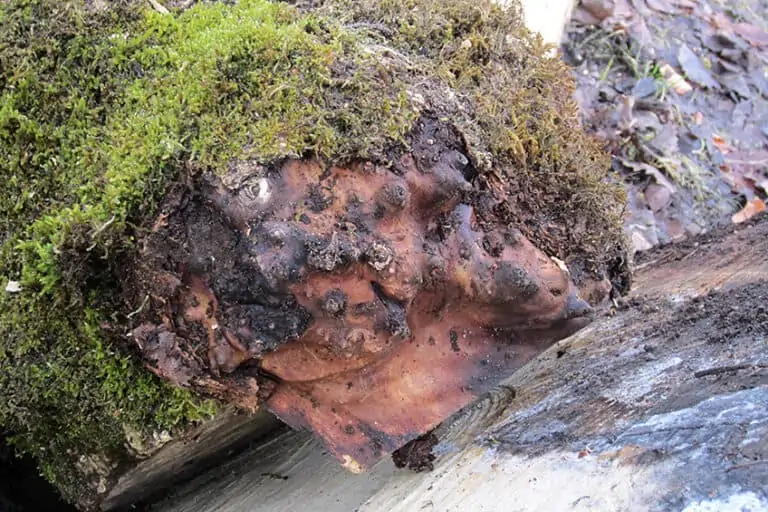 What Is Burl Wood? Types of Burled Wood and Their Uses