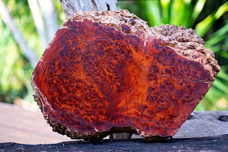 Tree Burl Value How to Determine the Cost of Burl Wood