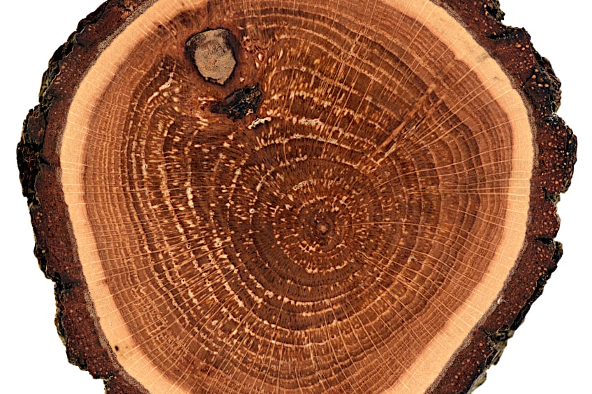 Heartwood is More Rot-Resistant