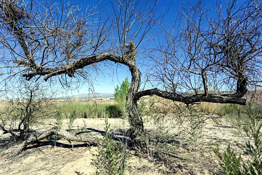 Mesquite Wood is Rot-Resistant