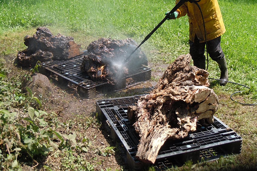 Newly Cut Burl Must Dry Out