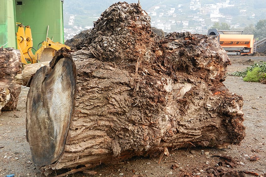 Removing Burl Wood from Tree