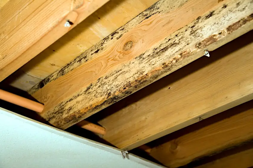 Rot-Compromised Structural Timber