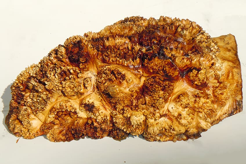 Small Buds Form Burls