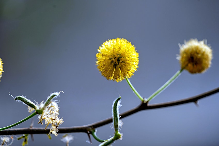 Sweet Acacia Flowers and Leaves