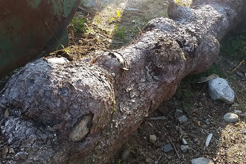 Wood Timber with Burls