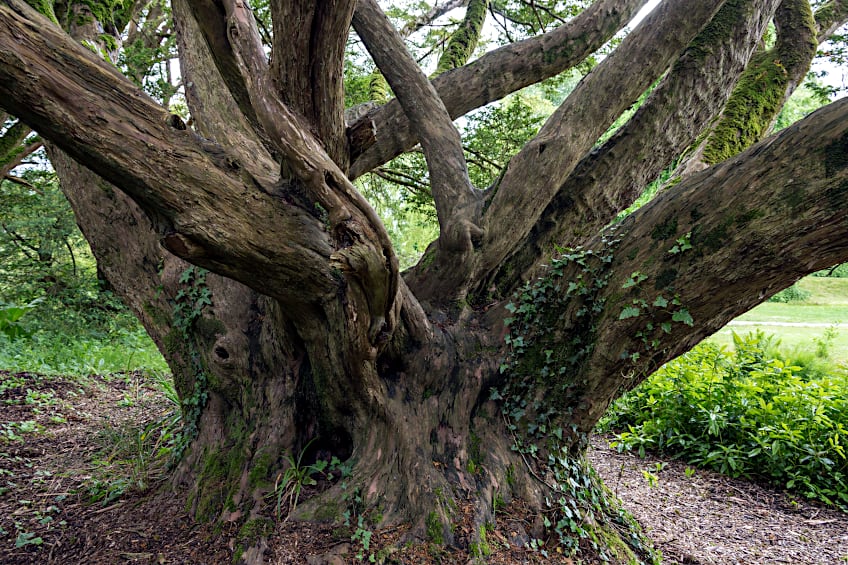 Wood from Yew Tree is Rot-Resistant