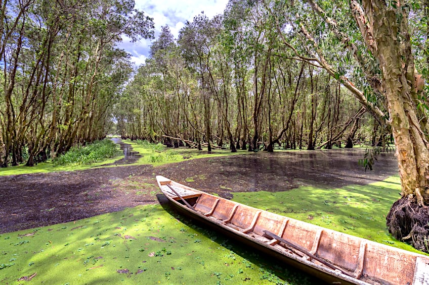 Wooden Canoe in Acacia Forest