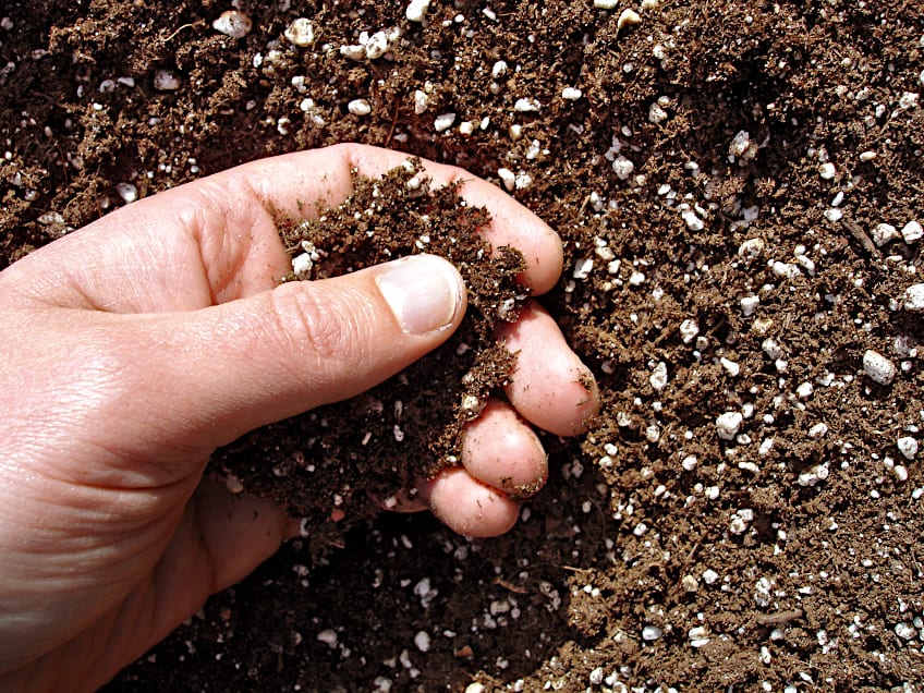 Ash Trees Adapt to New Soils