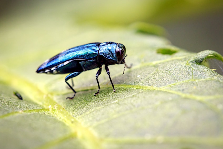 Emerald Ash Borer Beetle