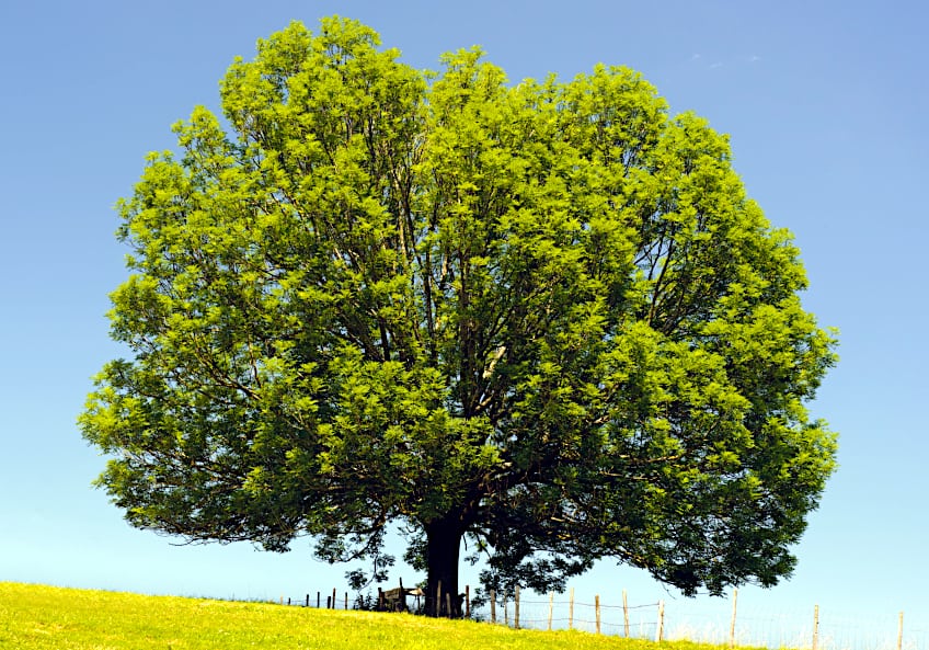 Mature Ash Tree