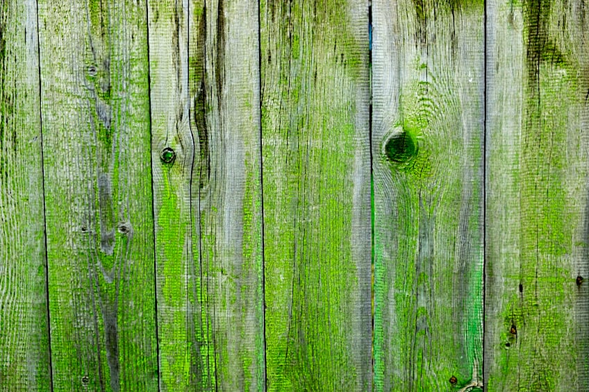 Moss on Wood Fence