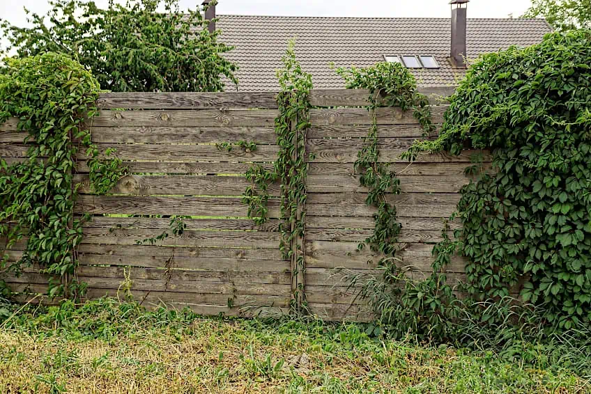 Plants Can Damage Wood Fence