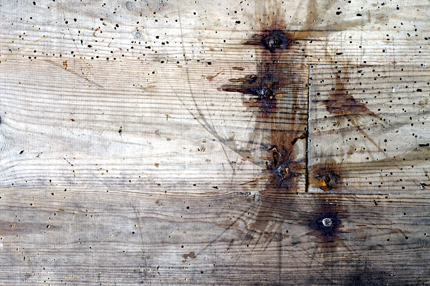 Untreated Wood Can Harbor Insects