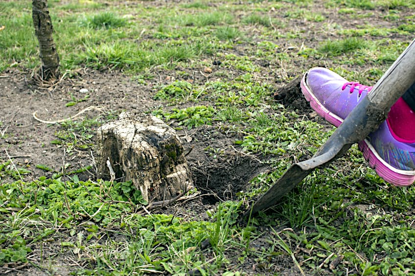 How to Dig Out a Tree Stump
