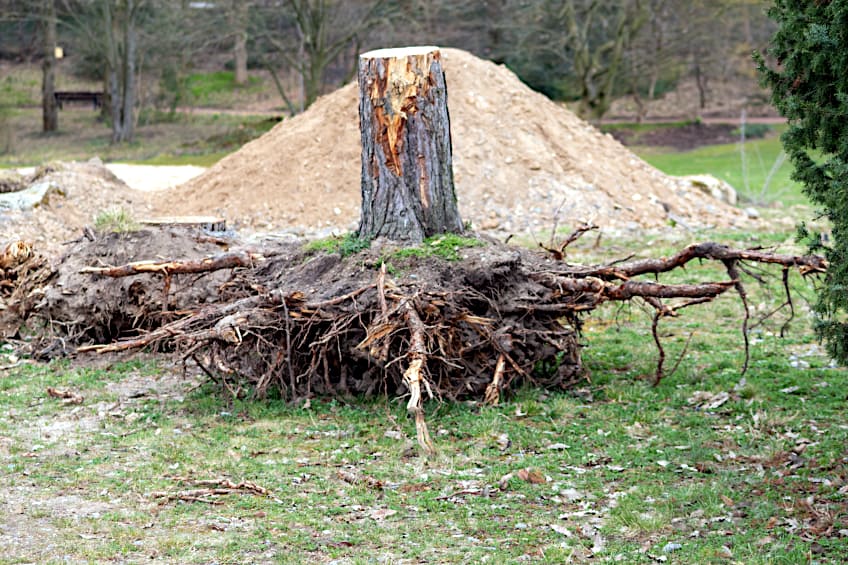 How to Remove a Tree Stump