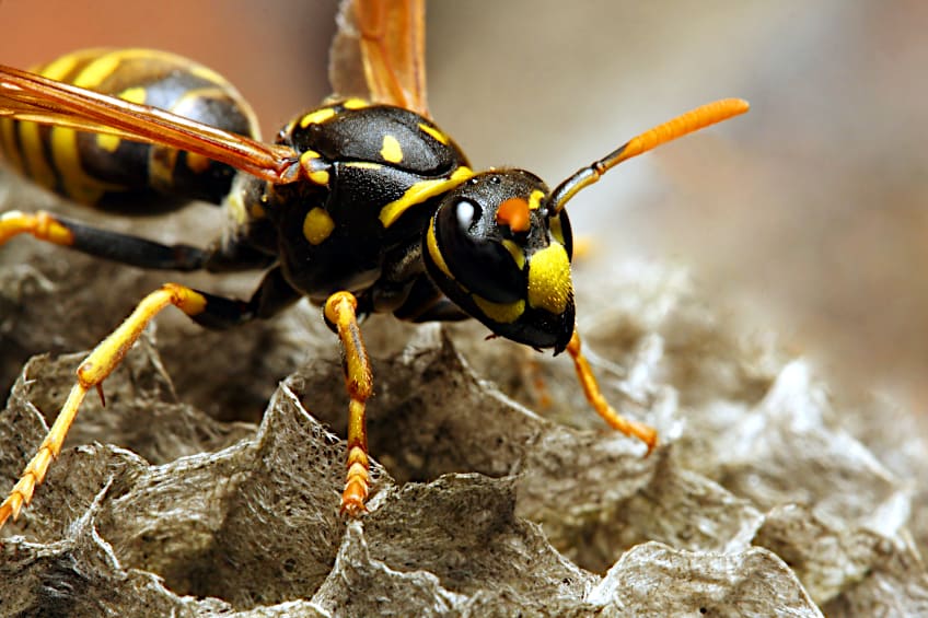 Tree Stumps Can Host Insects