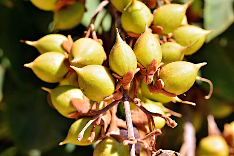 Paulownia Wood - Get to Know the Wood of the Empress Tree