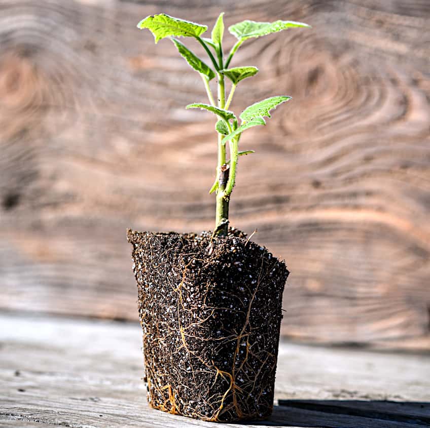 Paulownia Tree Sapling