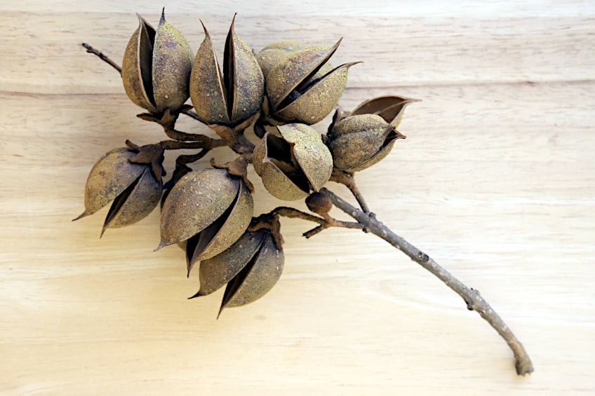 Princess Tree Seed Pods