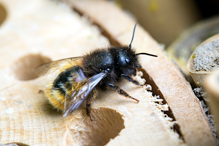 Use Paulownia Wood for Beehives