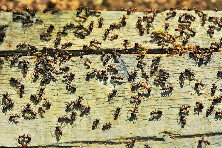 How to Stain Acacia Wood Tips for Staining Very Dense Wood