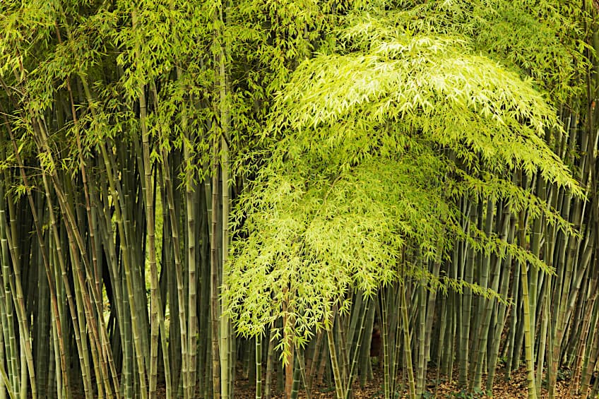 Bamboo Grows in Forests