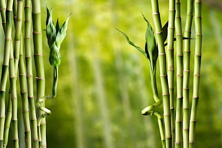 Bamboo Growth Speed