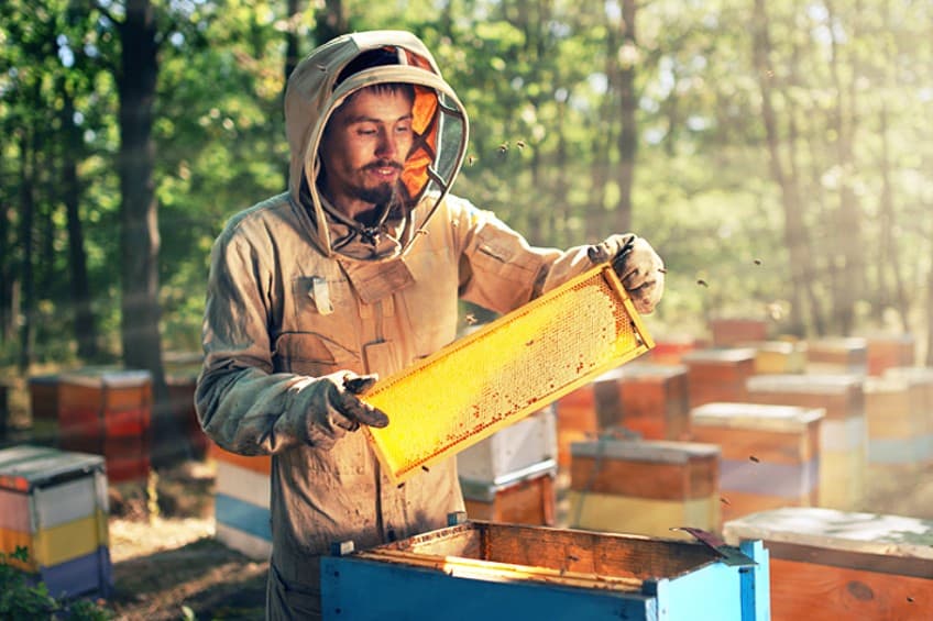 Beeswax for Furniture