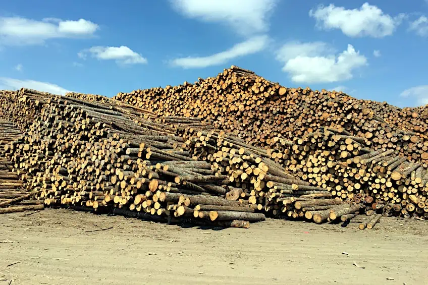 Production of Luan Wood