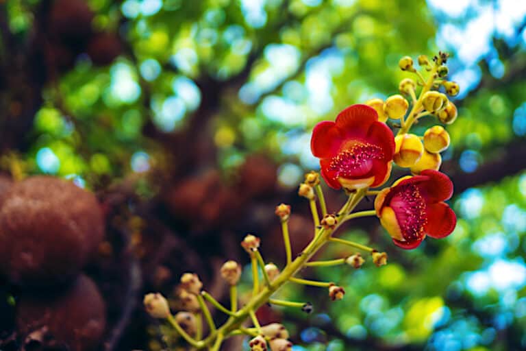 What Is Luan Wood? Meranti Plywood Types and Uses