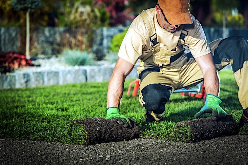 Use Sawdust for Lawns