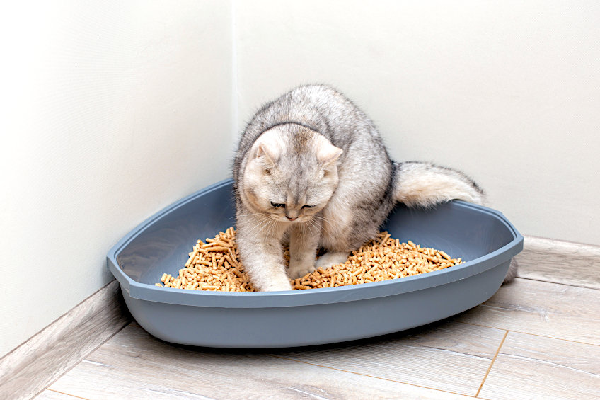 Use Sawdust for Pet Litter or Bedding